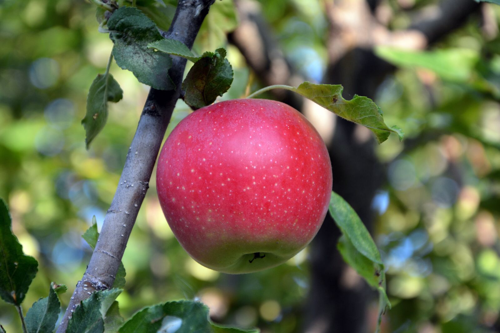 Nikon D7100 sample photo. Close-up, apple, red photography