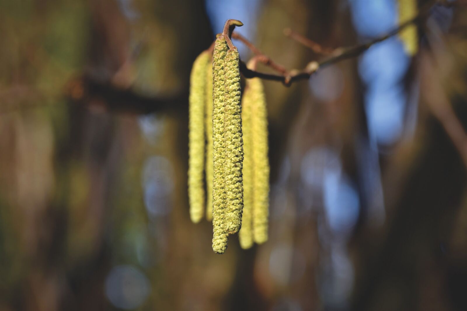 Nikon D7200 sample photo. Hazel flower, stamen, pollen photography