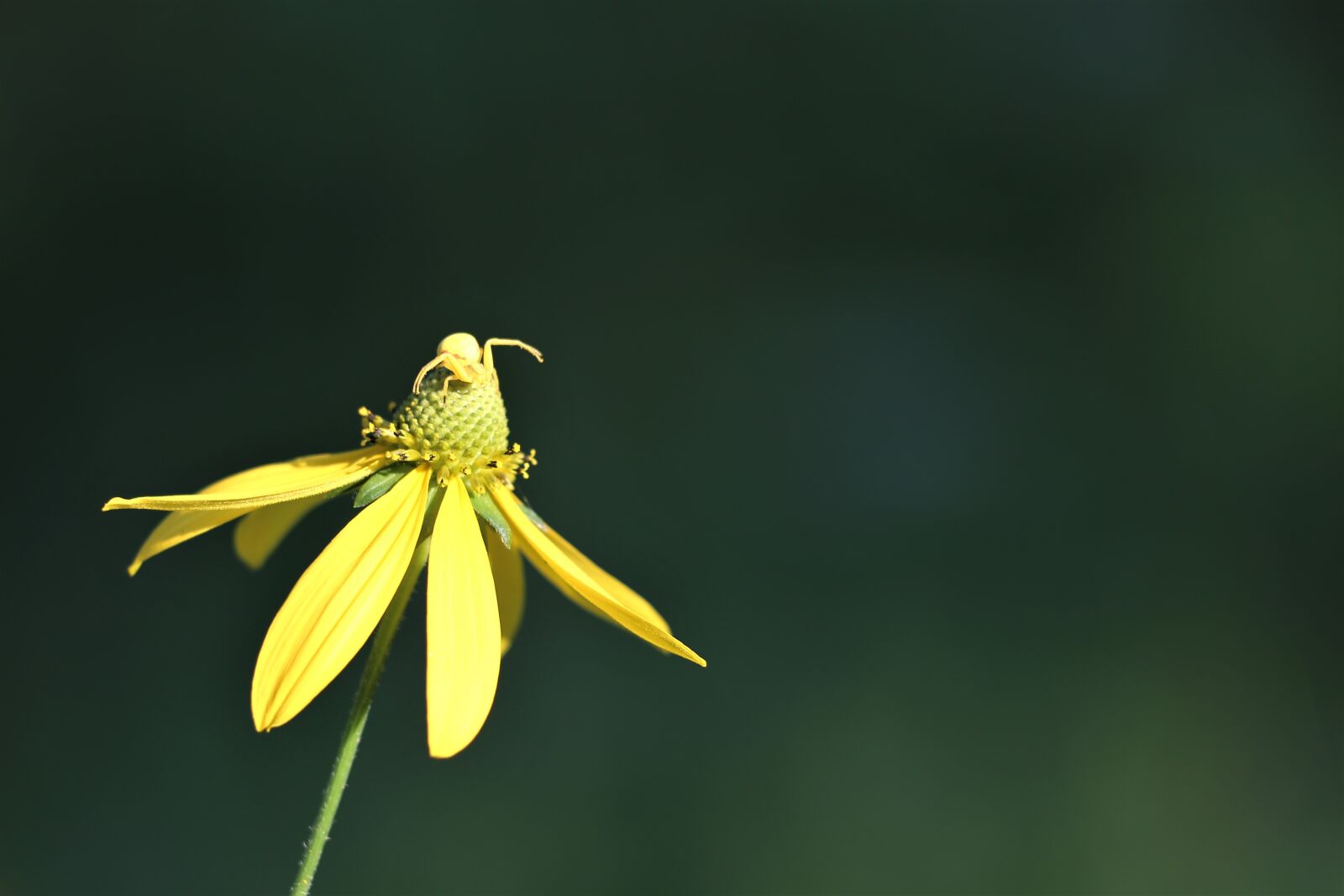 Canon EF 70-300 F4-5.6 IS II USM sample photo. Arnica flower, crab spider photography