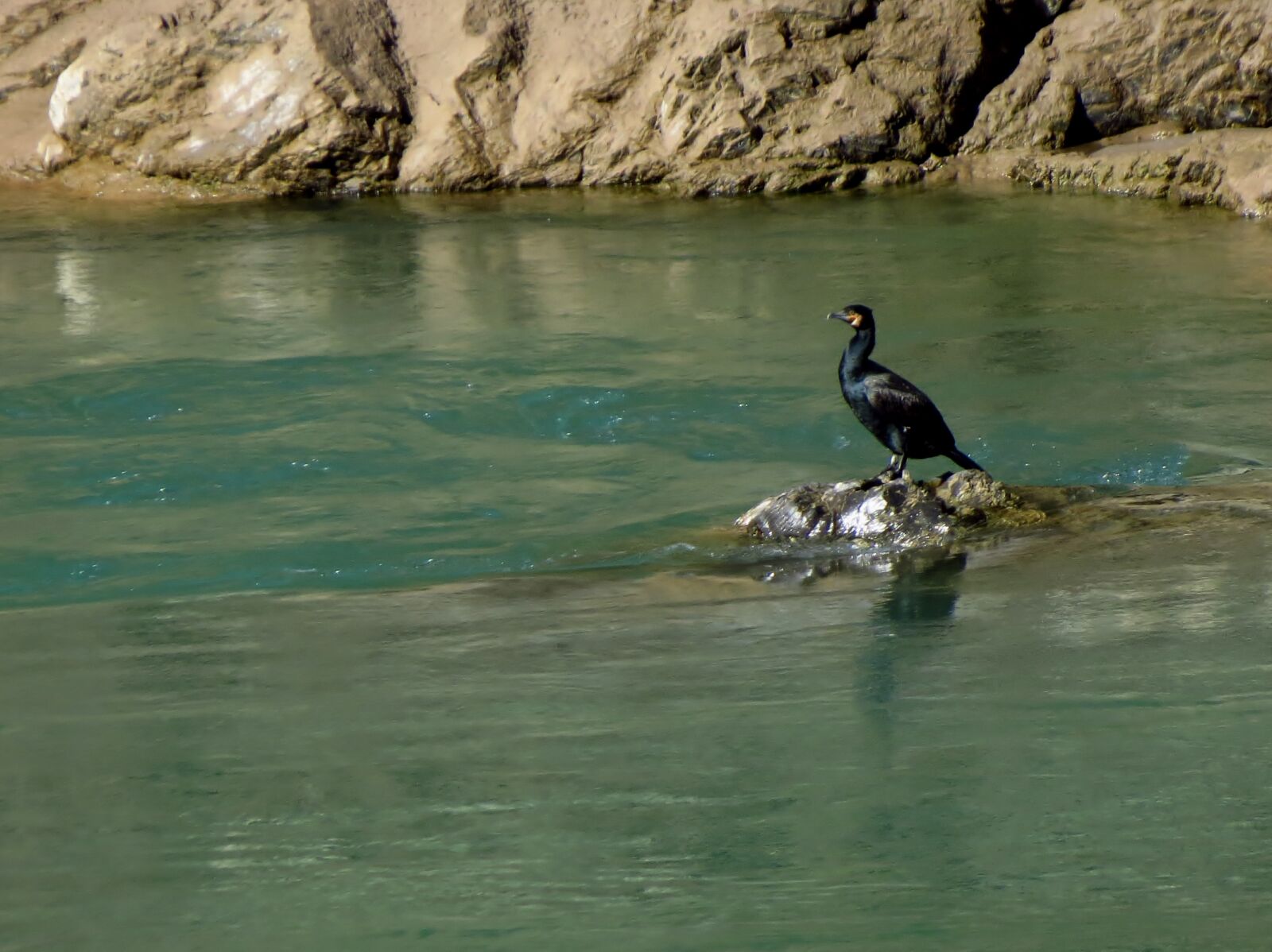 Canon PowerShot SX40 HS sample photo. Bird, great, cormorant, india photography