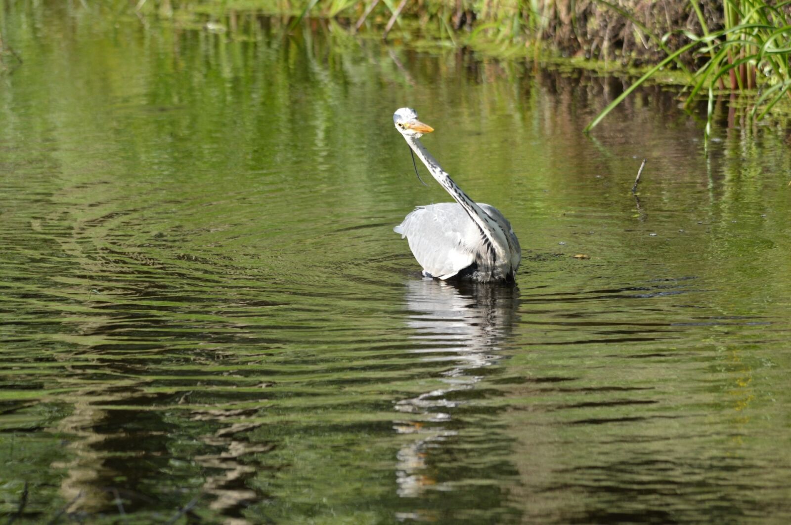Nikon D3200 sample photo. Heron, waterfowl, bird photography