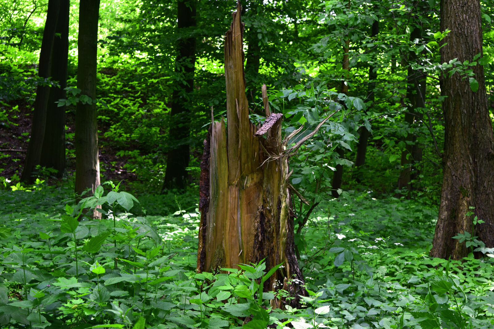 Nikon D3300 sample photo. Forest, night, spring, trees photography