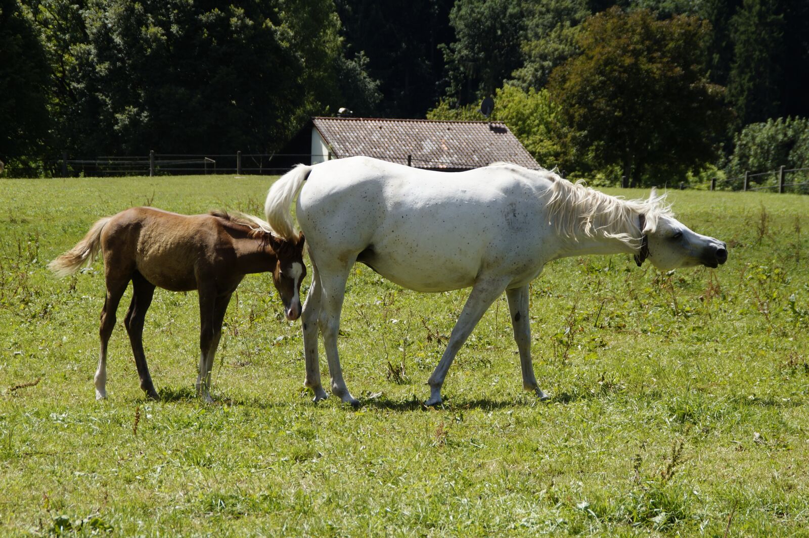 Sony SLT-A58 sample photo. Mares, foal, arabs photography