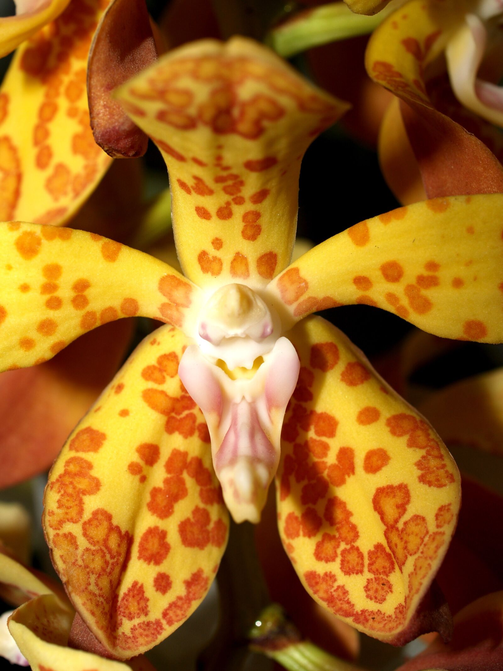 Olympus E-300 (EVOLT E-300) sample photo. Orchid, flower, bright photography