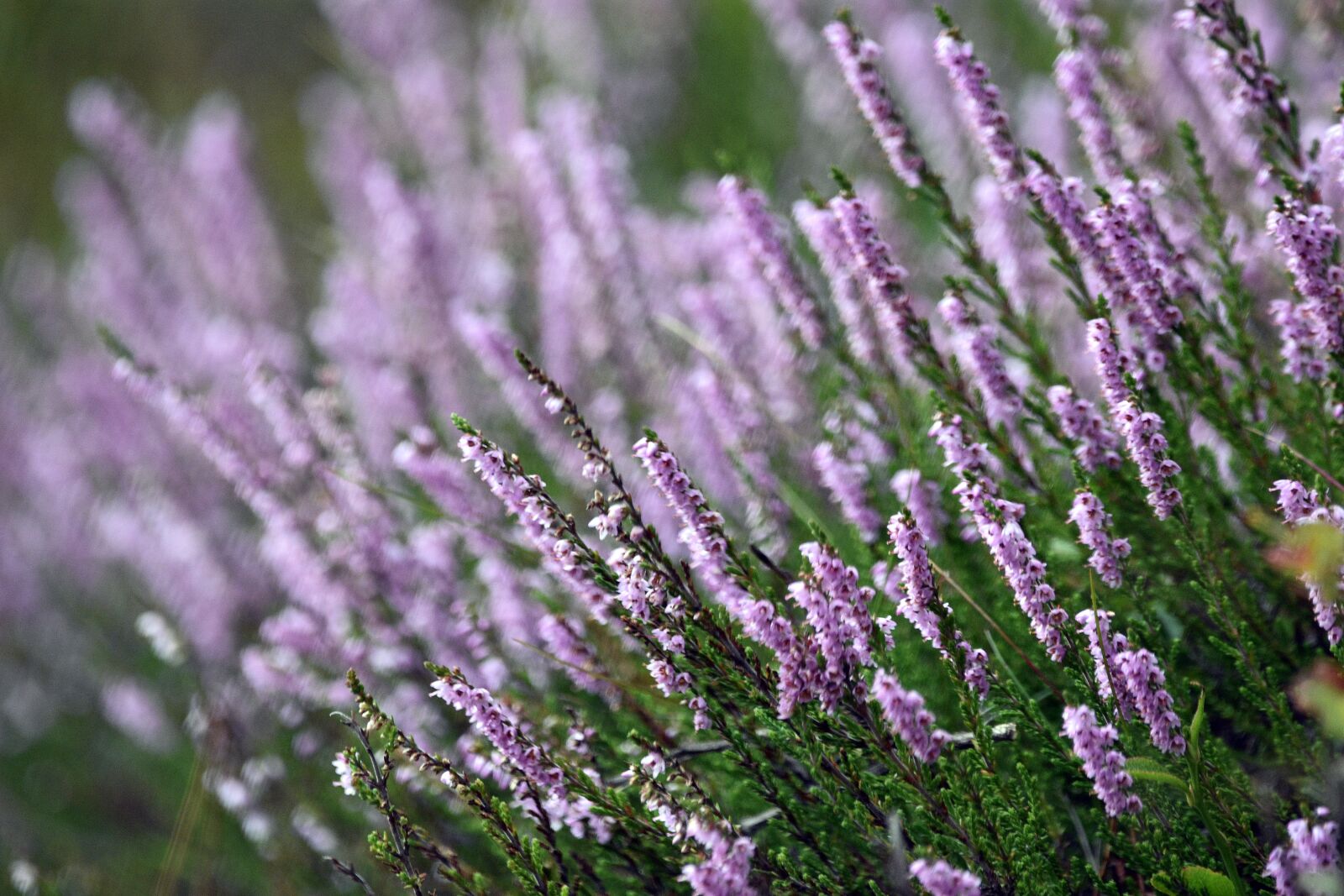 Nikon D3400 sample photo. Flowers, petals, plants photography