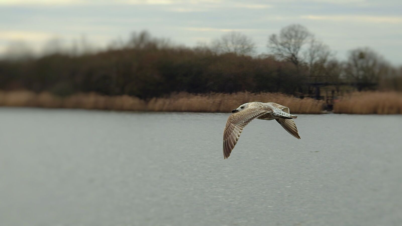 Nikon Coolpix P900 sample photo. Common tern, birds, flight photography