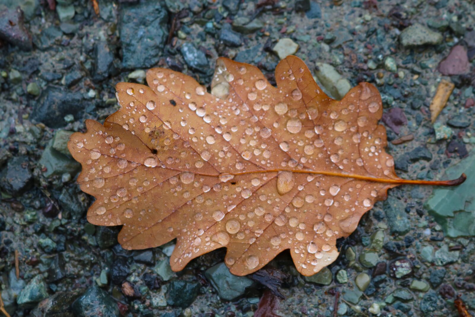 Canon EOS 750D (EOS Rebel T6i / EOS Kiss X8i) sample photo. Autumn, fall, brown photography