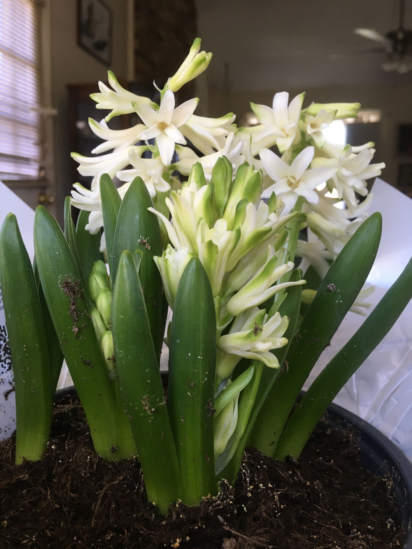 iPhone SE back camera 4.15mm f/2.2 sample photo. Hyacinth, white, flowers photography