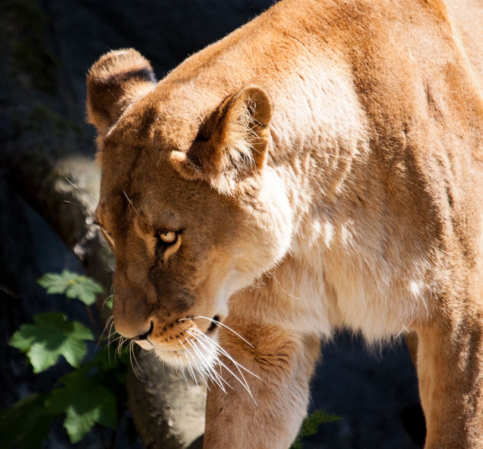 Canon EOS 50D sample photo. Lion, lioness, female photography