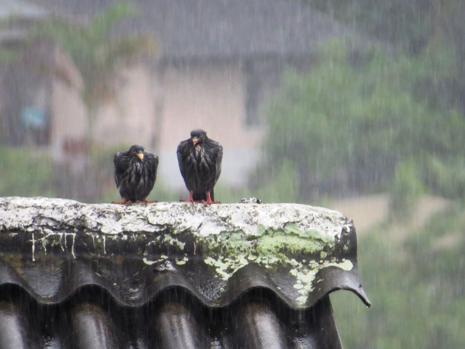 Canon PowerShot SX50 HS sample photo. Birds, fauna, rain photography