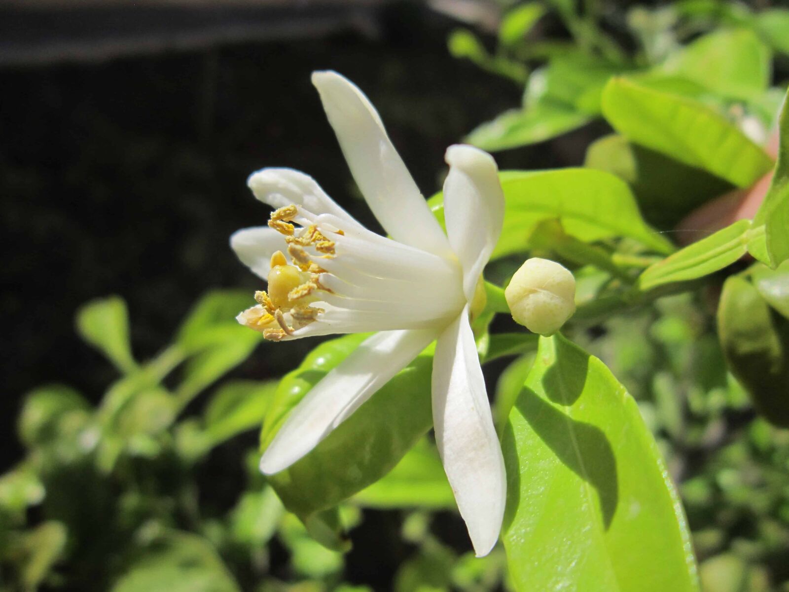 Canon PowerShot A3200 IS sample photo. Pistil, green leaf, flora photography