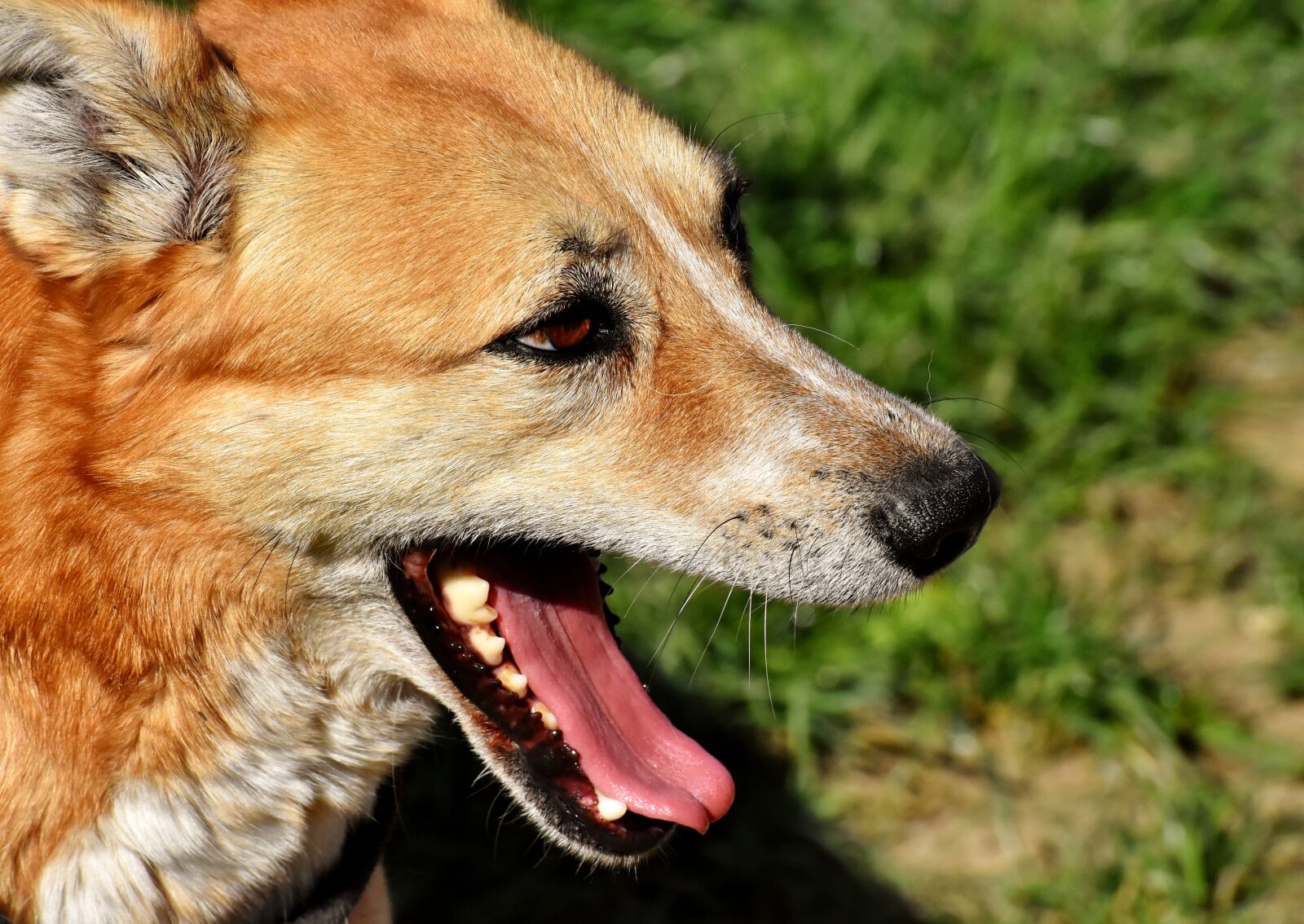 Nikon D7200 sample photo. Dog, animal, different eye photography