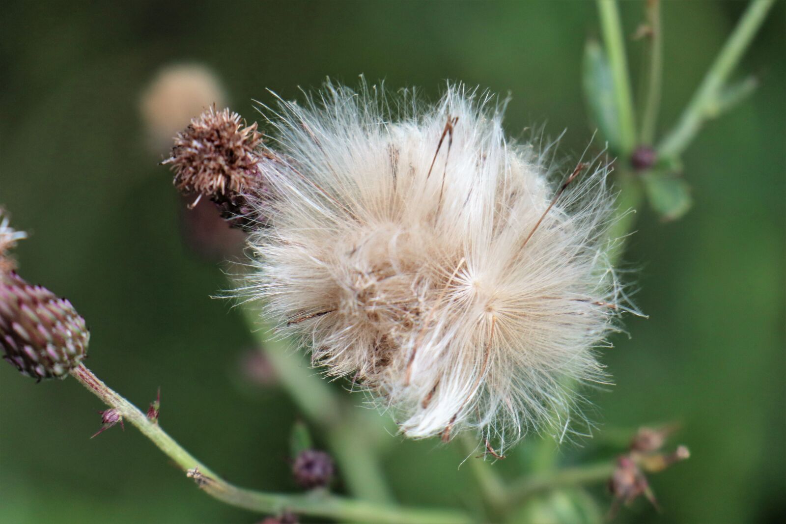 Canon EOS M6 sample photo. Meadow, plant, thistle photography