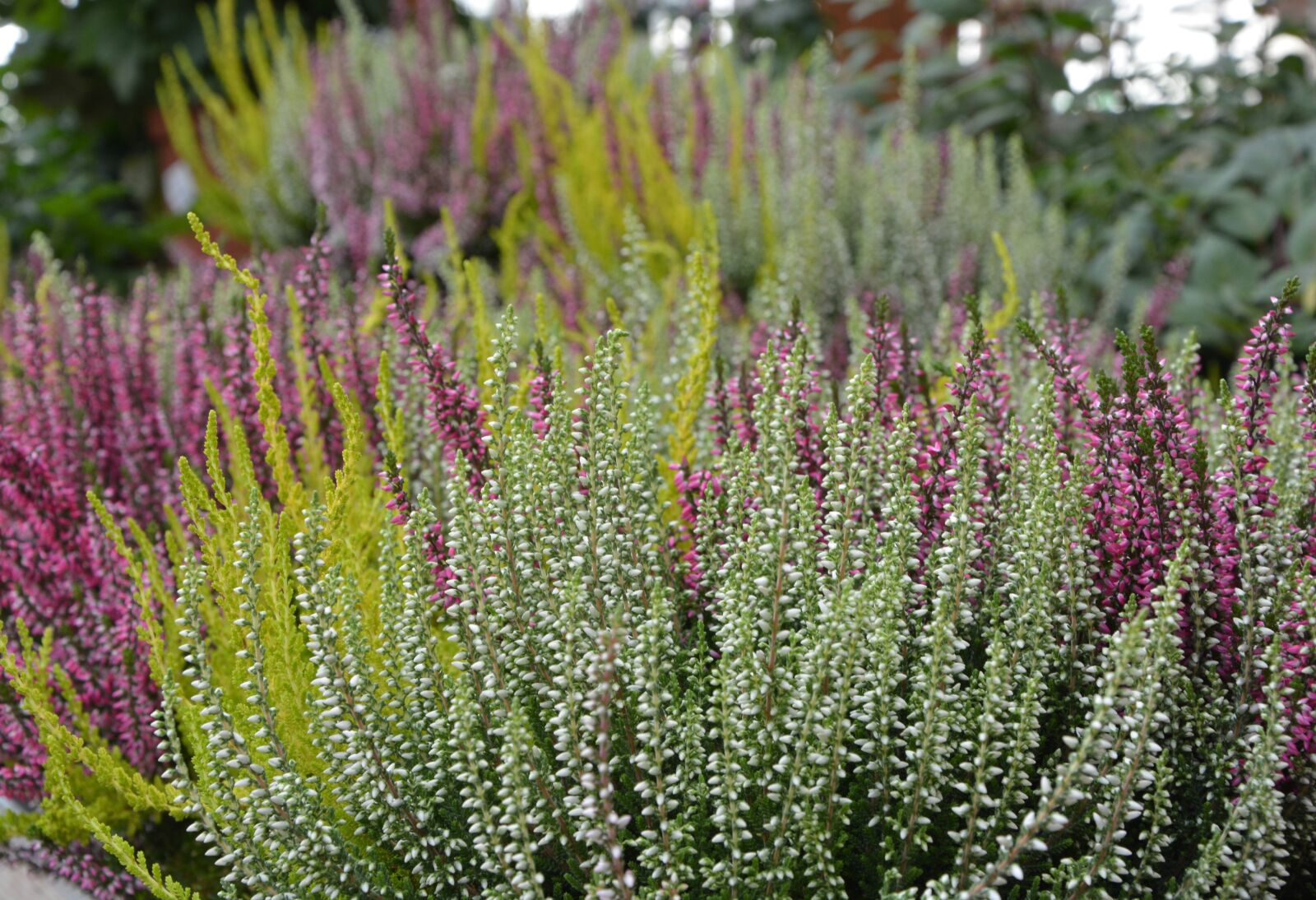 Nikon D5200 sample photo. Plant, heather, colors photography