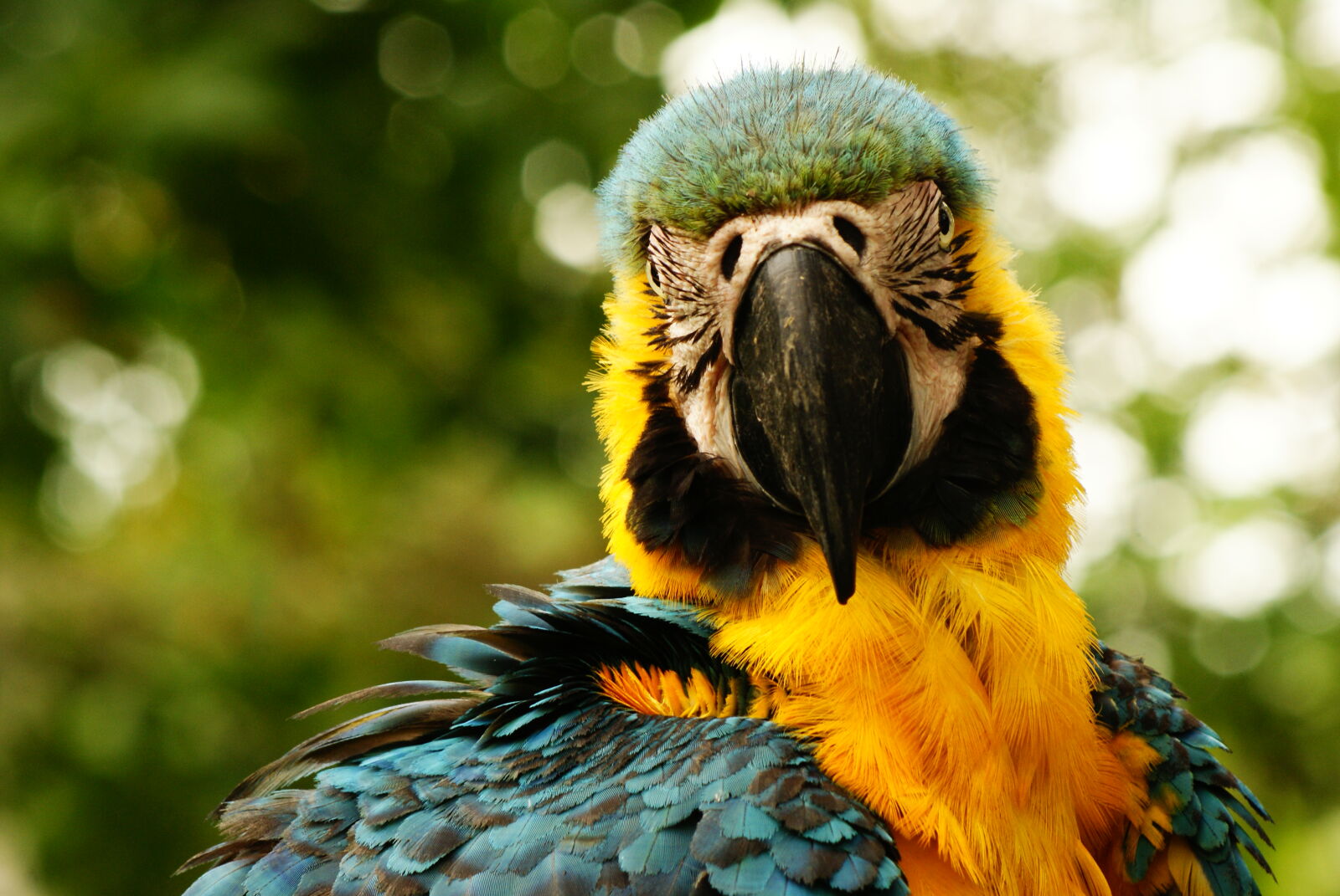 Sony 75-300mm F4.5-5.6 sample photo. Close, up, of, owl photography