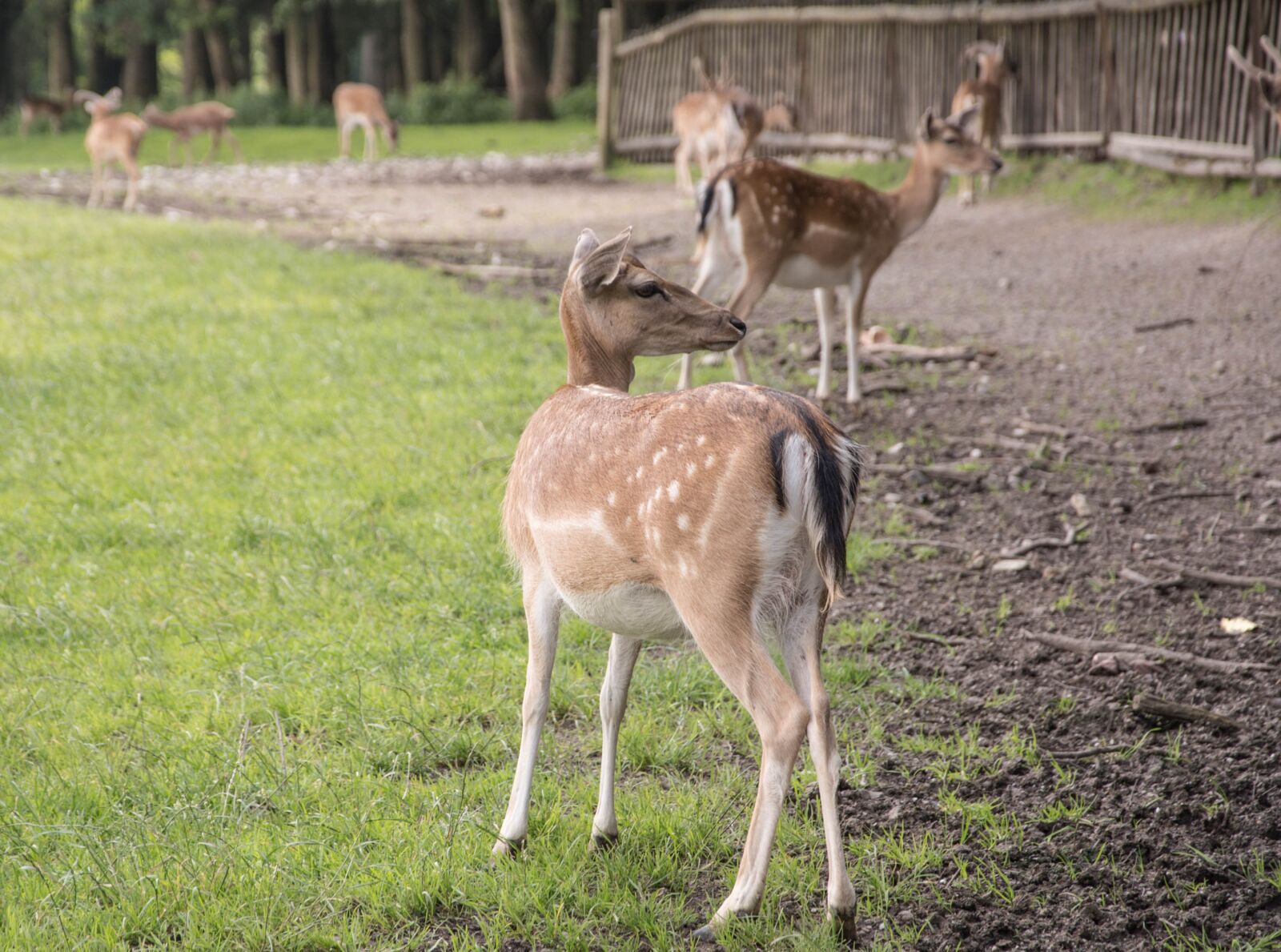 Nikon D5200 sample photo. Deer, nature, forest photography
