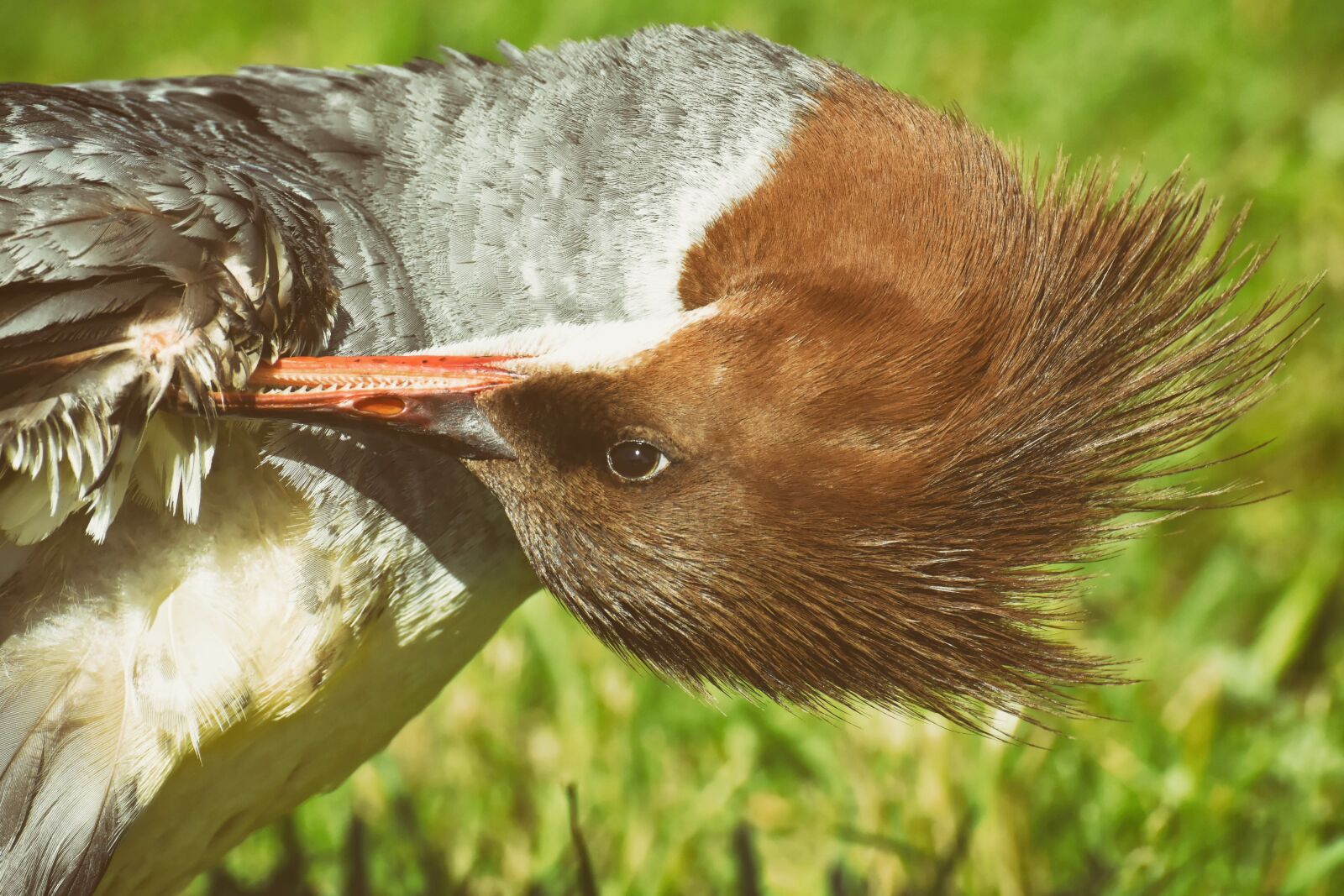 Nikon D7200 sample photo. Merganser, mergus merganser, duck photography