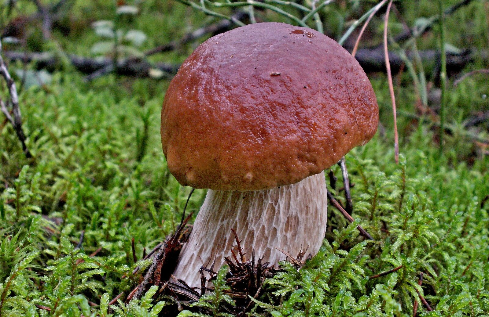 KONICA MINOLTA DiMAGE Z5 sample photo. Mushrooms, mushroom, nature photography