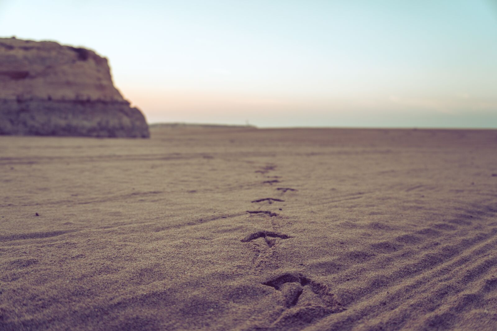 Sony a6300 sample photo. Sand, sunset, seagull photography