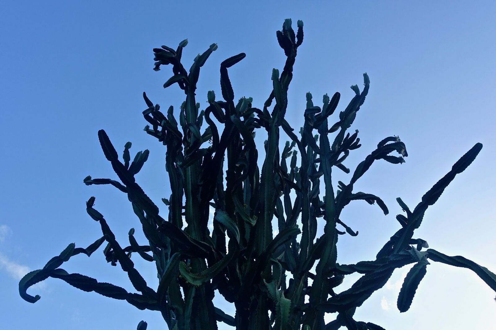 Sony Cyber-shot DSC-RX100 III sample photo. Cactus, succulent, spiny photography