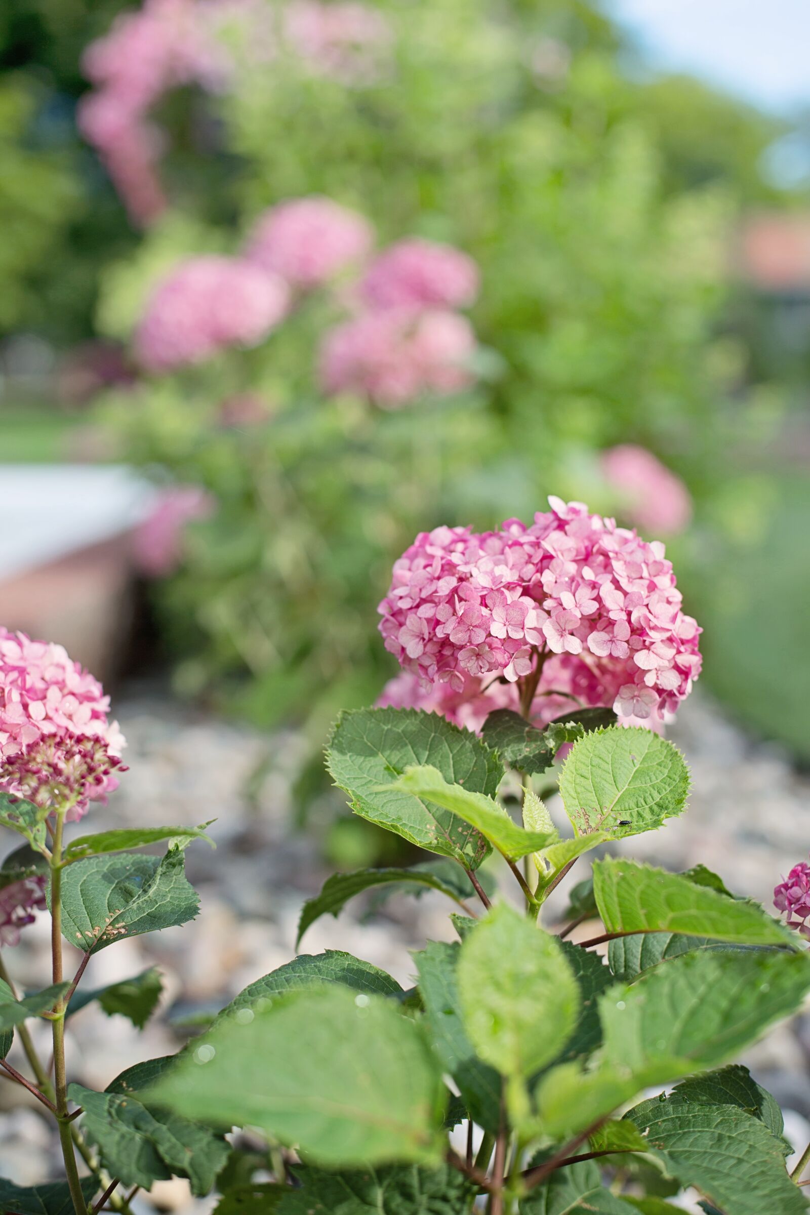 Canon EF 50mm F1.4 USM sample photo. Hydrangeas, pink, summer photography