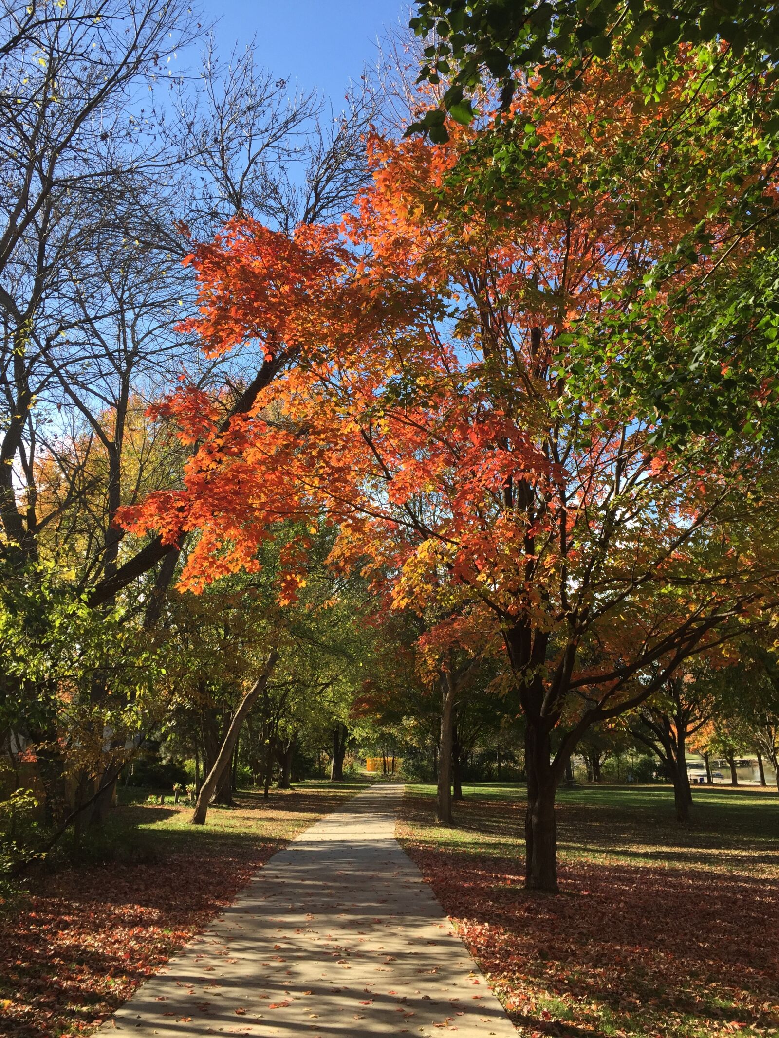 Apple iPhone 6 sample photo. Fall, autumn, trees photography