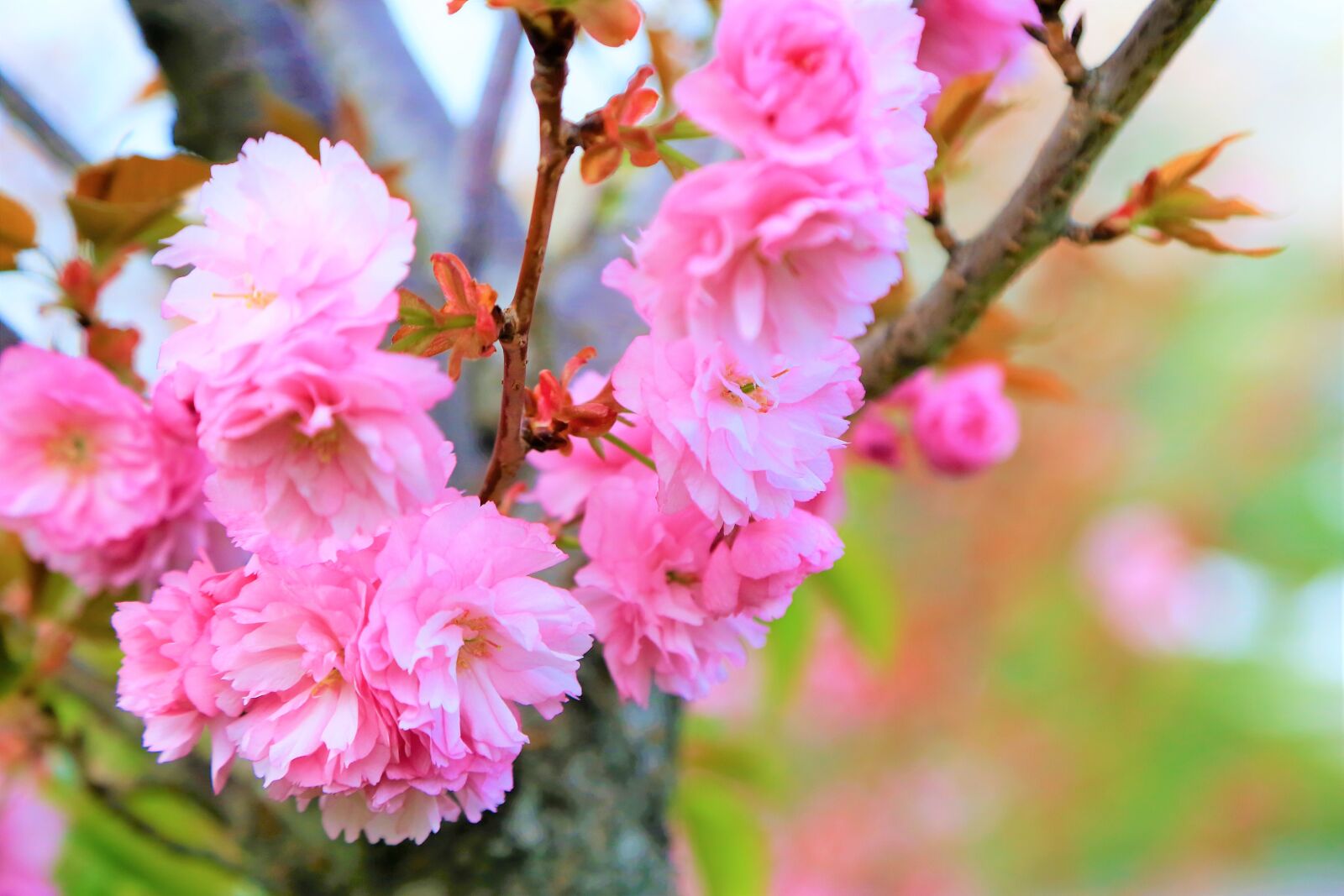 Canon EF 24-105mm F4L IS USM sample photo. Japanese cherry tree, flowers photography