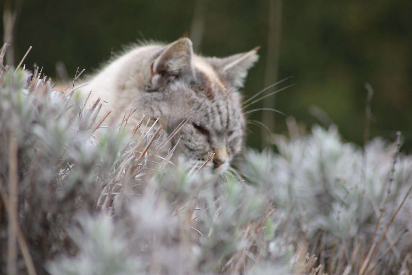 Canon EOS 550D (EOS Rebel T2i / EOS Kiss X4) sample photo. Cat, animal, fur photography