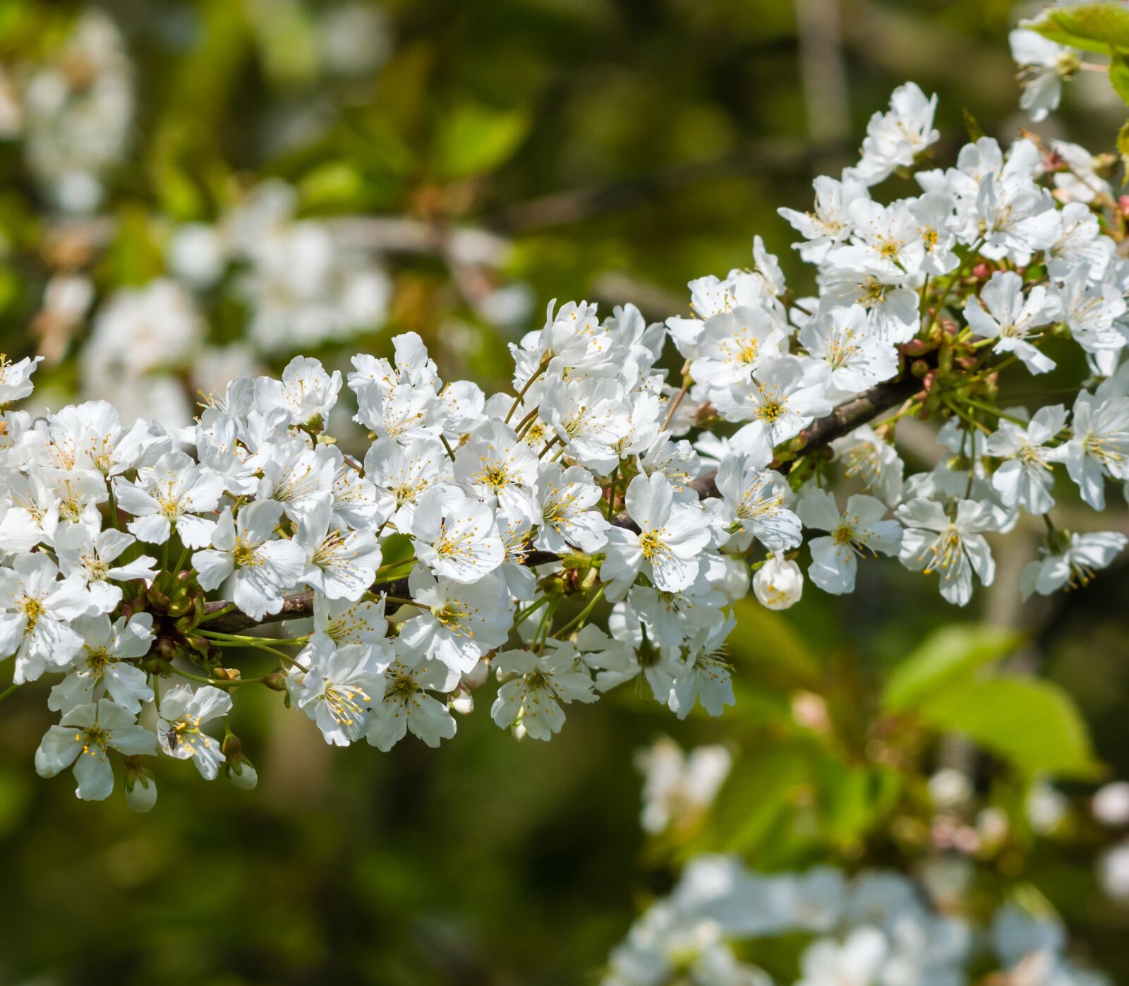 Nikon D7200 sample photo. Hawthorn, flower, blossom photography