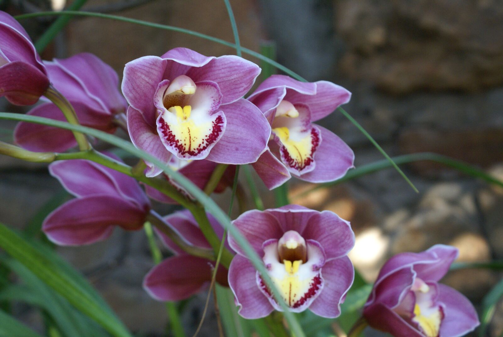 Sony Alpha DSLR-A100 sample photo. Orchids, flowers, nature photography