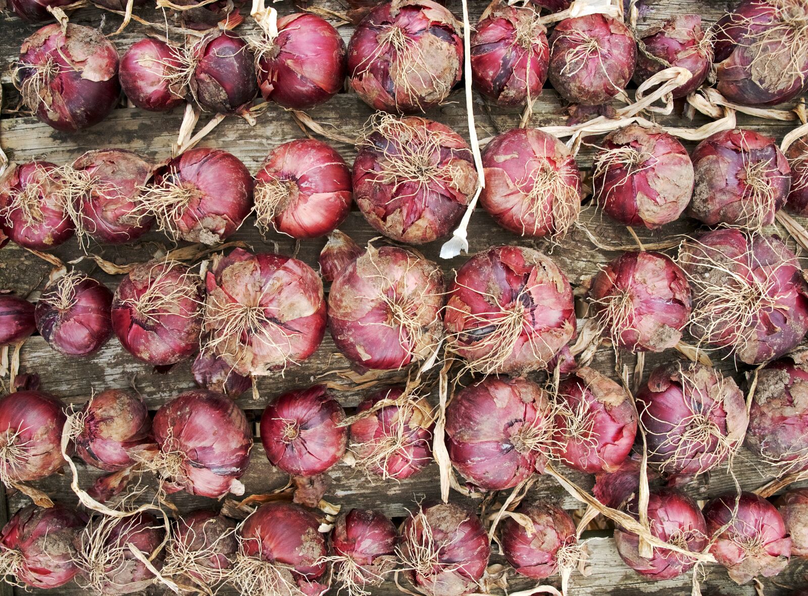 Olympus OM-D E-M5 sample photo. Red, onion, crop photography