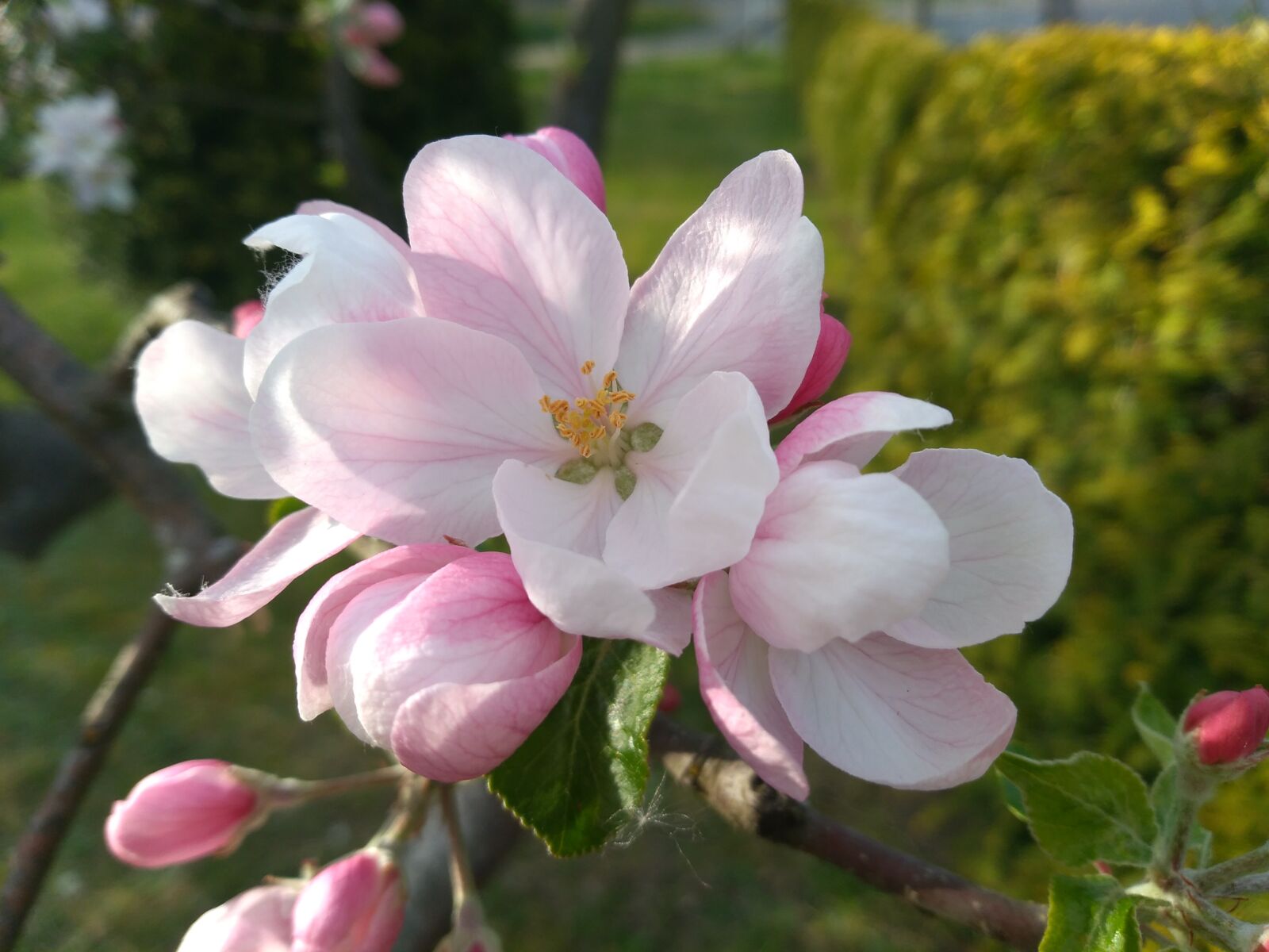 HUAWEI P9 LITE MINI sample photo. Apple flower, apple, pink photography