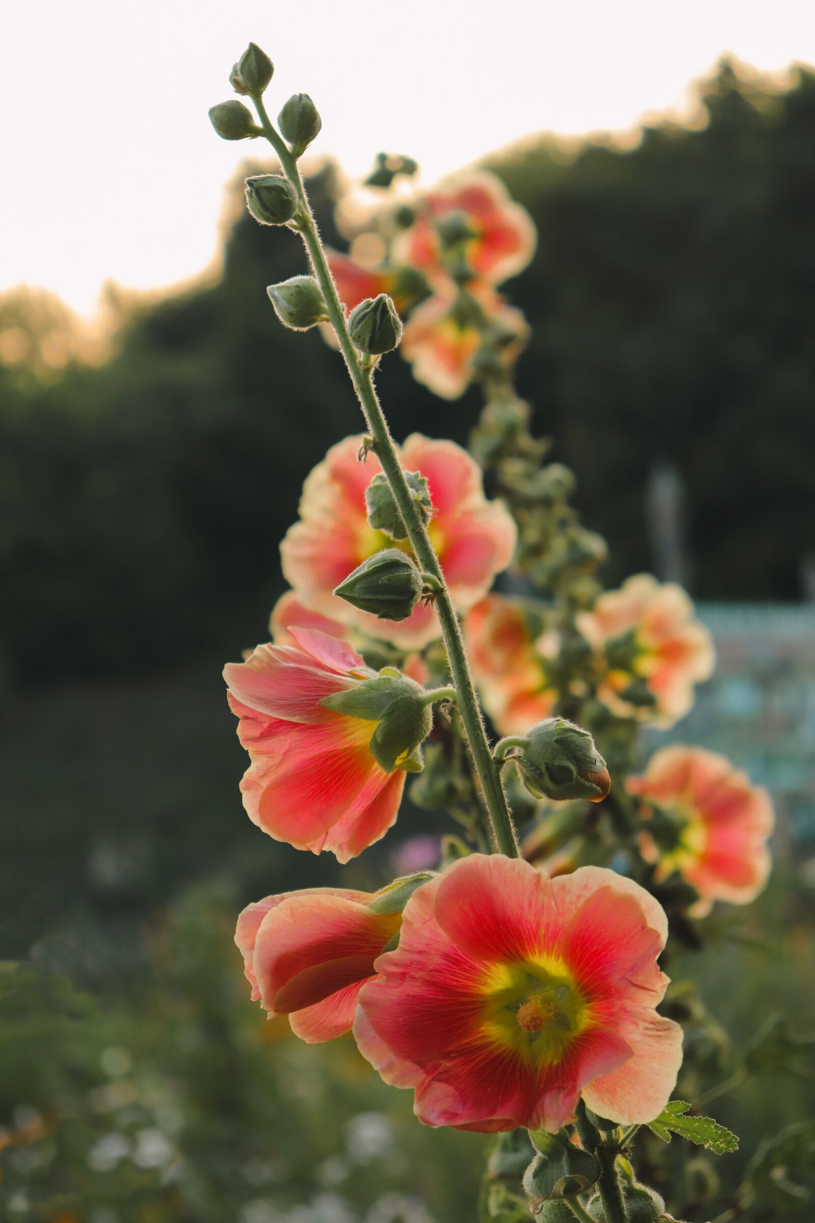 Canon EOS 200D (EOS Rebel SL2 / EOS Kiss X9) sample photo. Flowers, garden, sunset photography