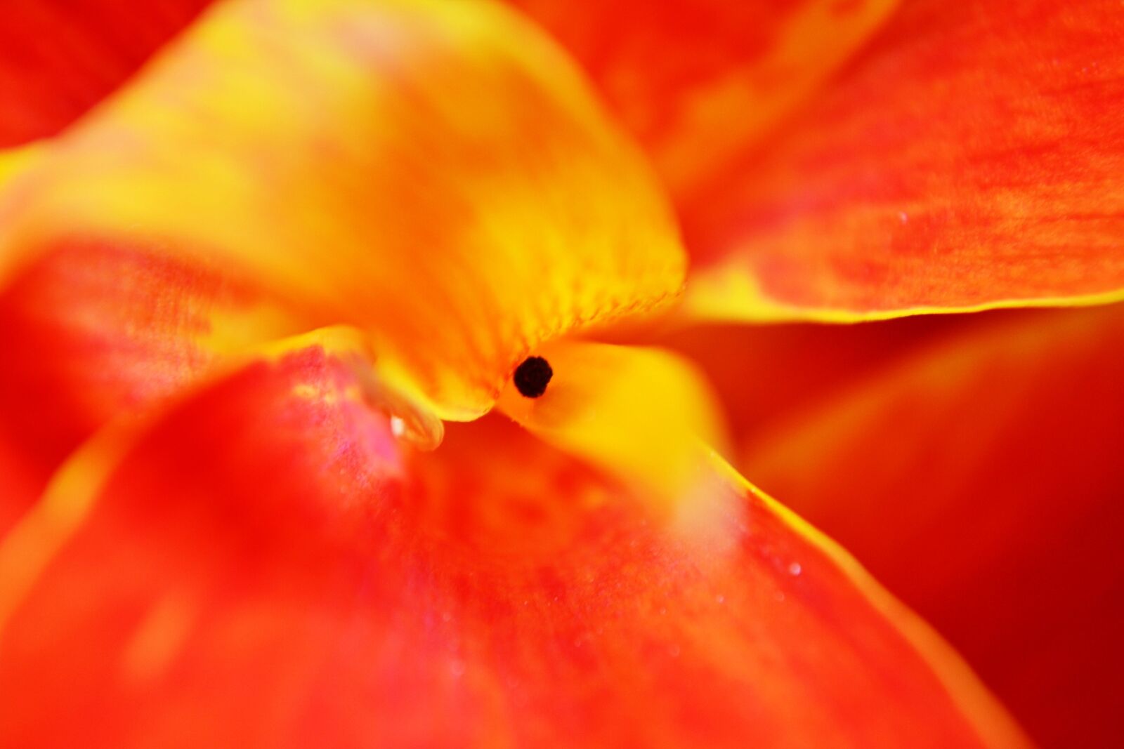 Nikon D3100 sample photo. Canna, flower petals, center photography