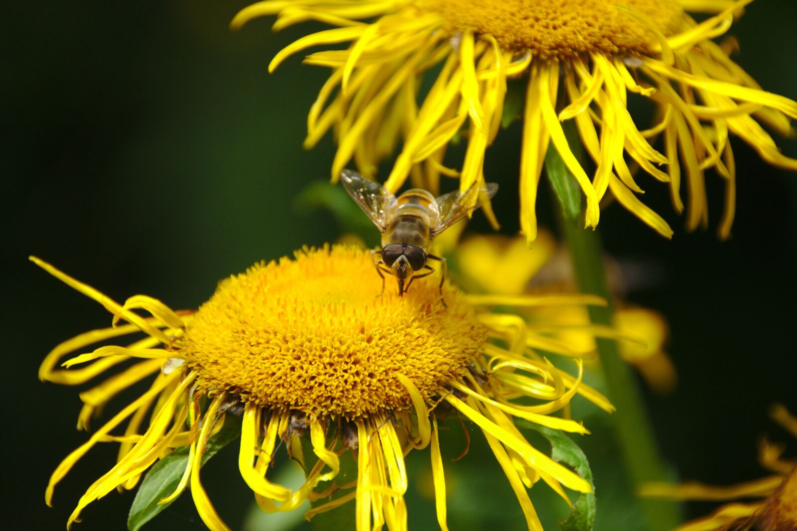 Canon EOS 600D (Rebel EOS T3i / EOS Kiss X5) sample photo. Flower, yellow, bee photography