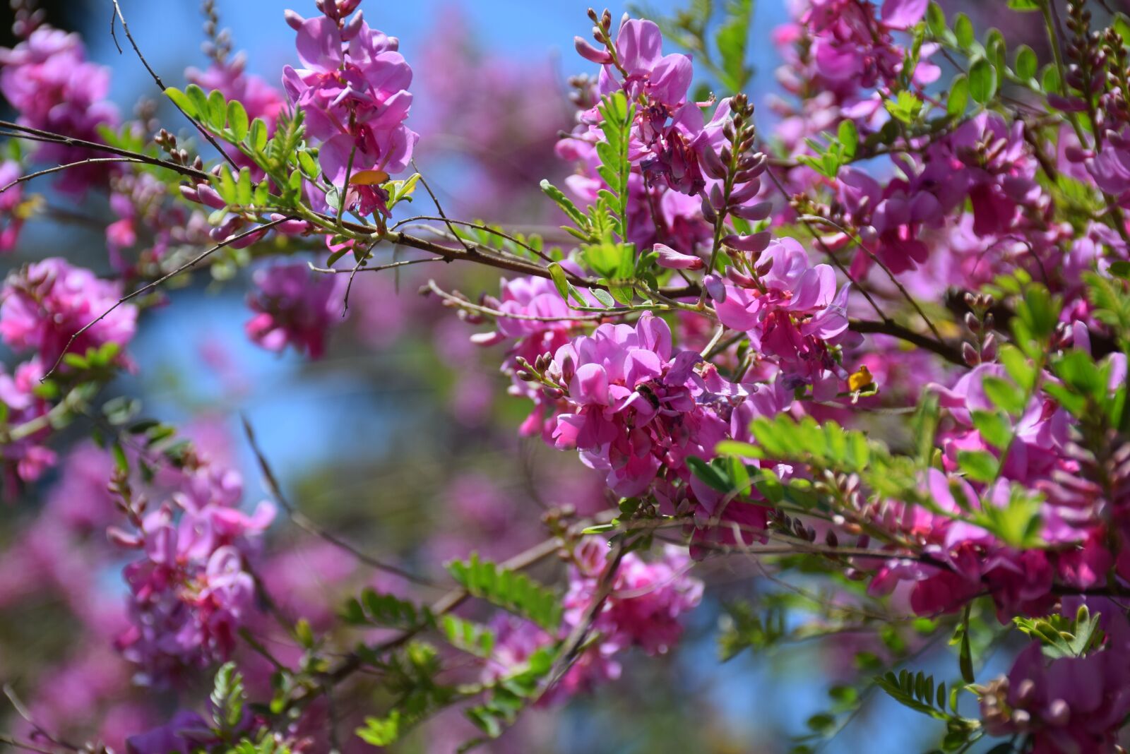 Nikon D5300 sample photo. Flowers, bush, garden photography
