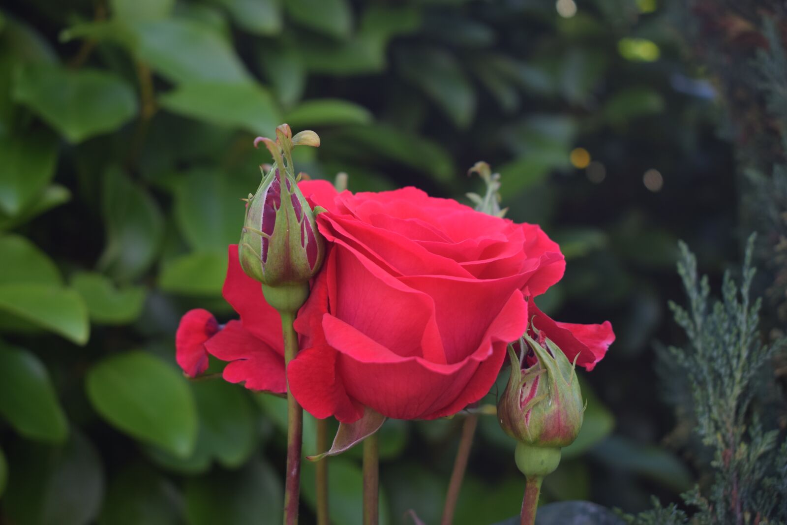 Nikon D3300 sample photo. Rose, red, flower photography