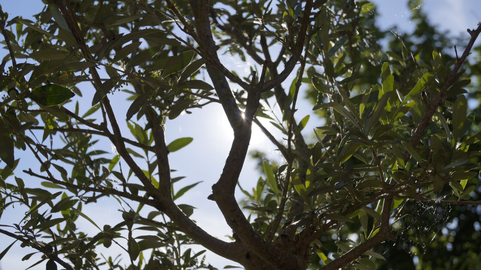 Sony DT 18-55mm F3.5-5.6 SAM II sample photo. Sun, tree, sky photography