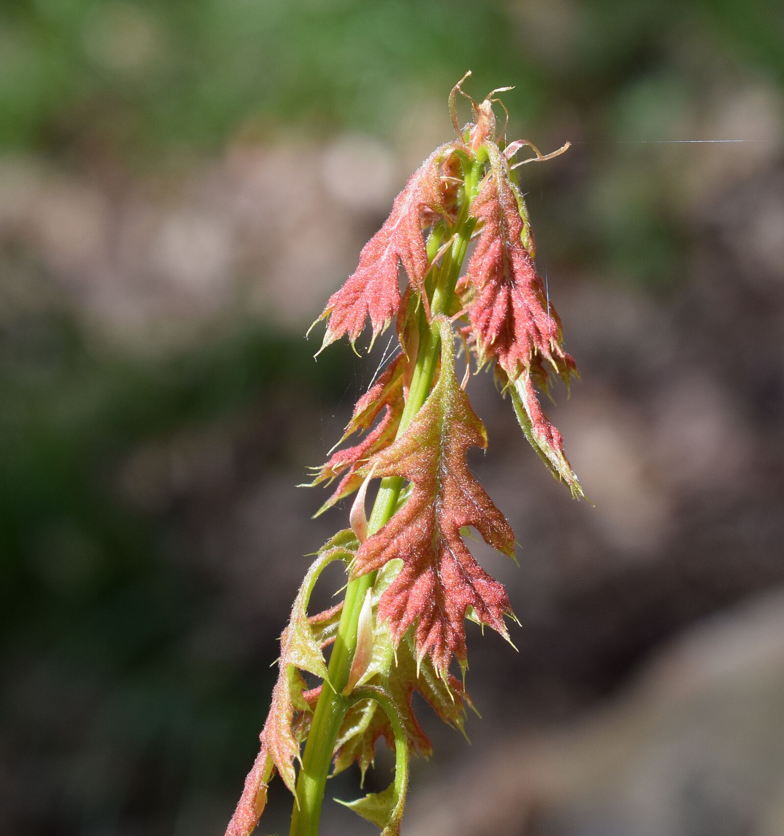 Nikon D3300 sample photo. Oak sapling, new leaves photography