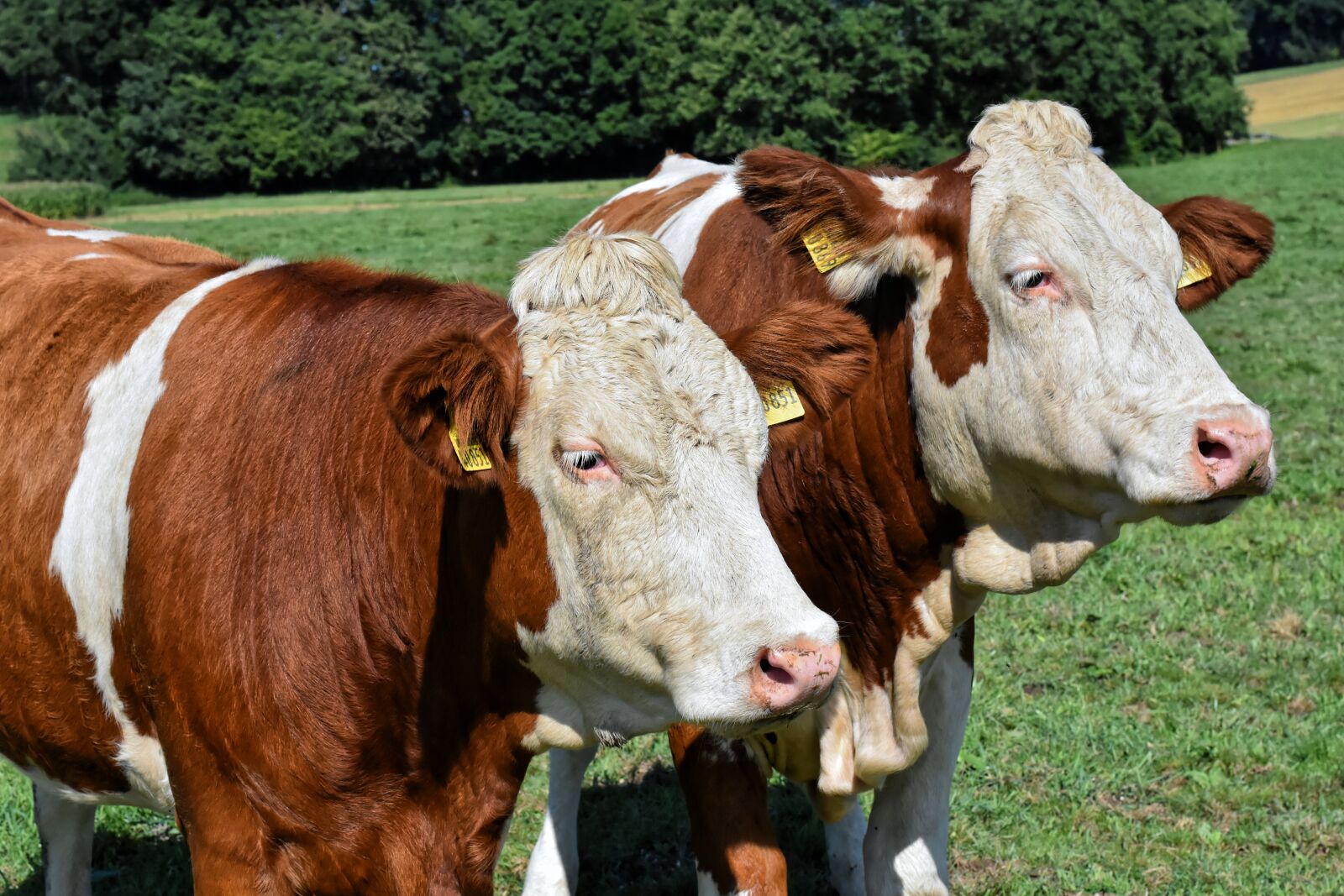 Nikon D7200 sample photo. Cows, pasture, agriculture photography