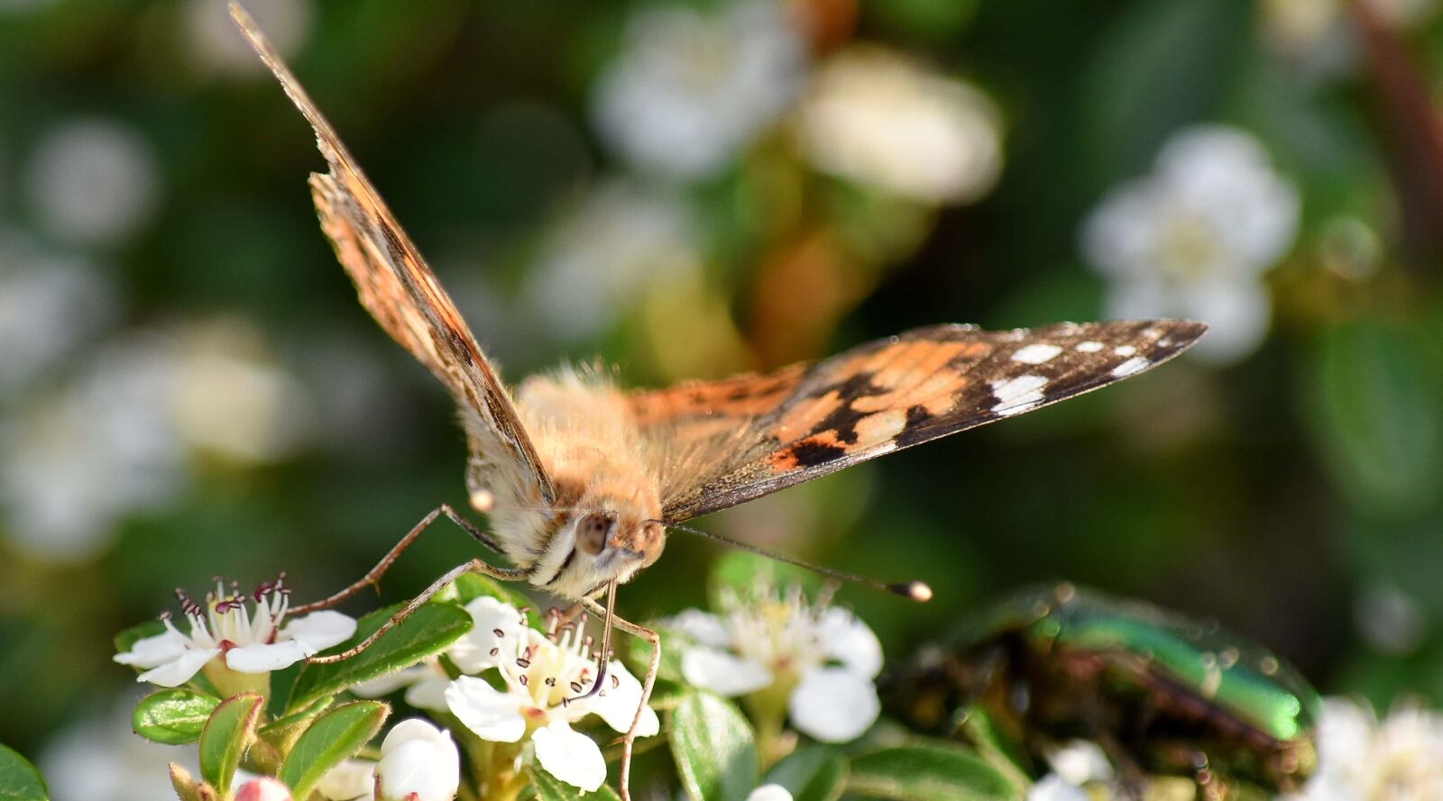 Nikon D5500 sample photo. Butterfly flower, flower, arthropod photography