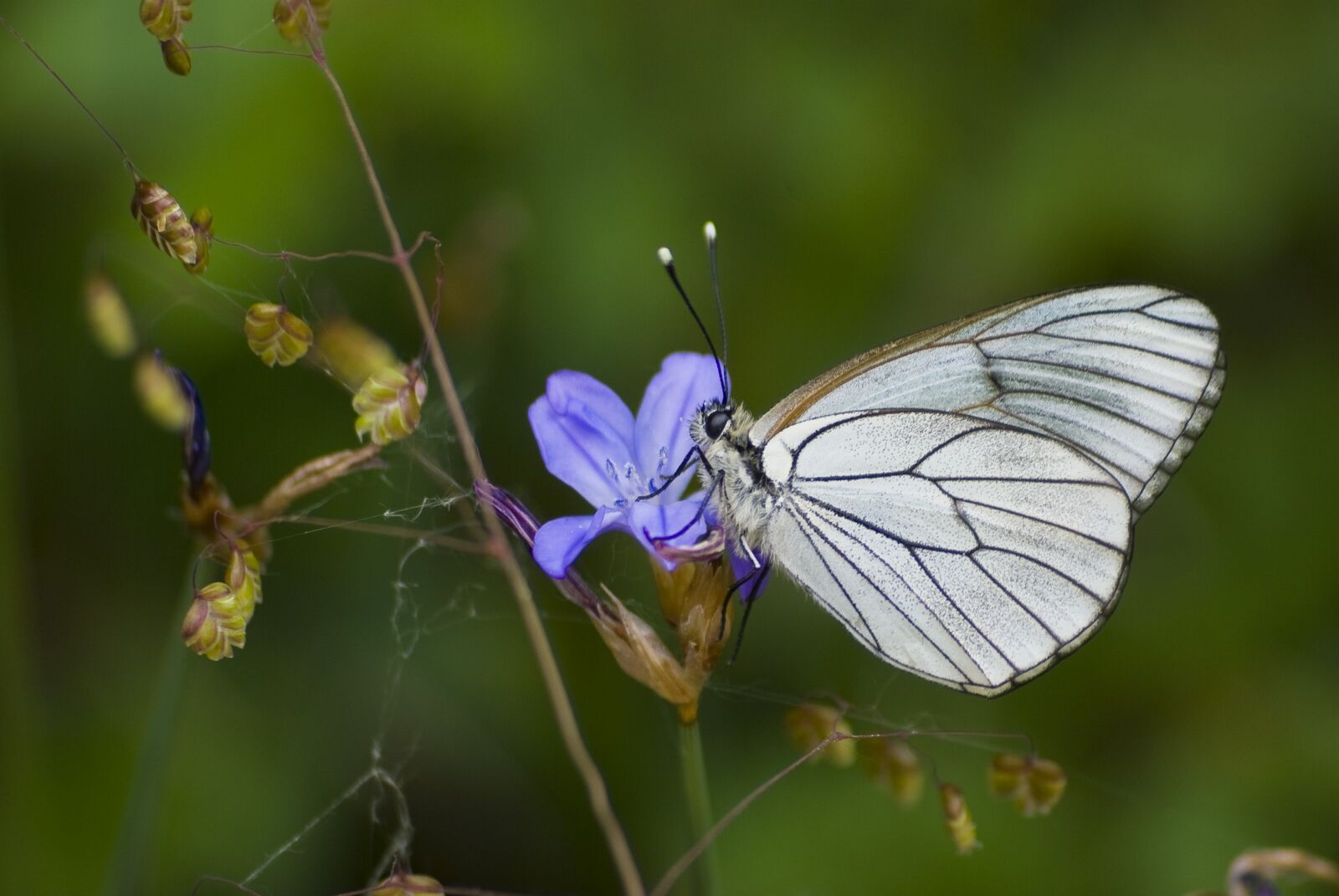 Nikon D80 sample photo. Butterfly, wings, insects photography