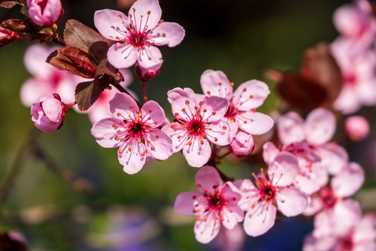 Fujifilm X-T3 sample photo. Blood plum, tree blossoms photography