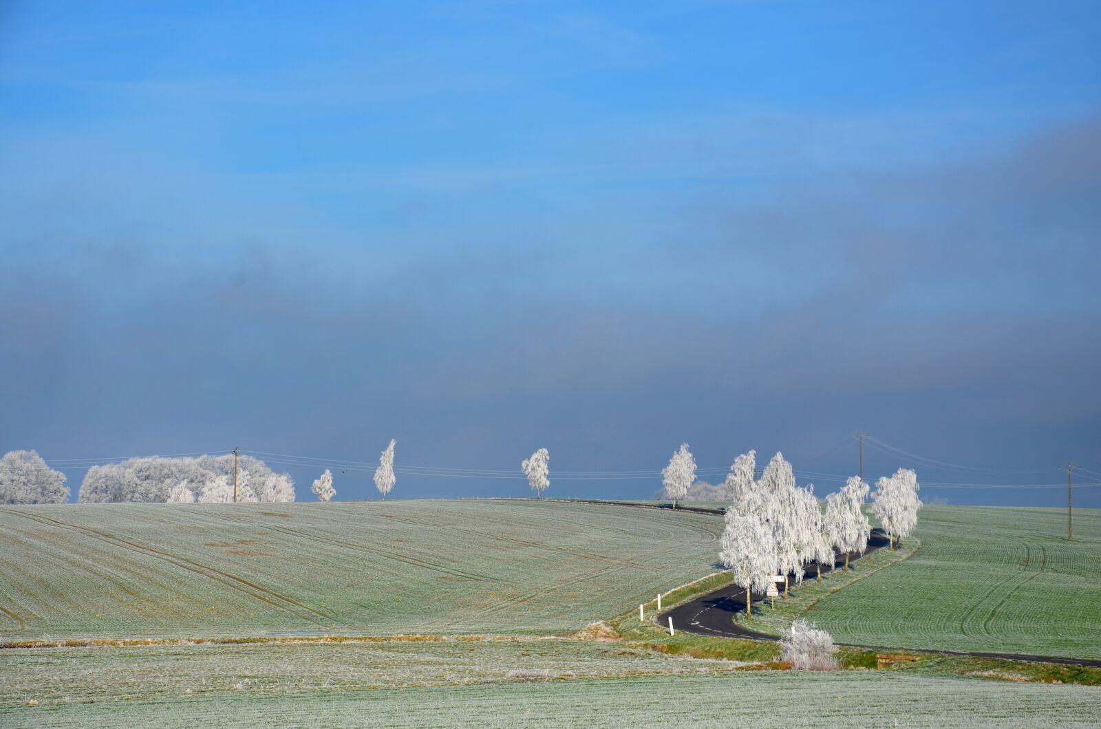 Nikon D5100 sample photo. Road, tree, landscape photography