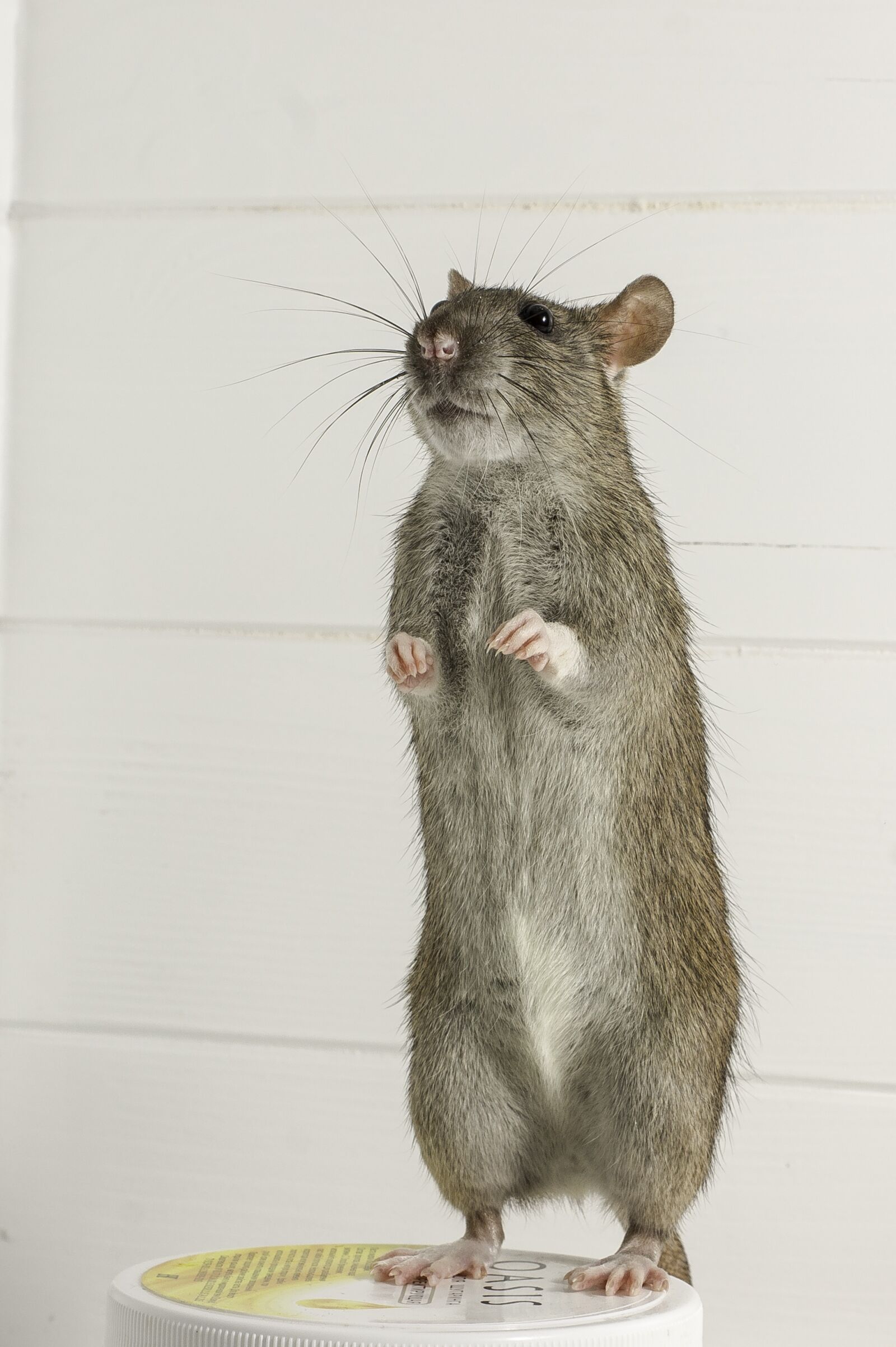 Sony Alpha DSLR-A450 sample photo. Rodent, mammals, rat photography