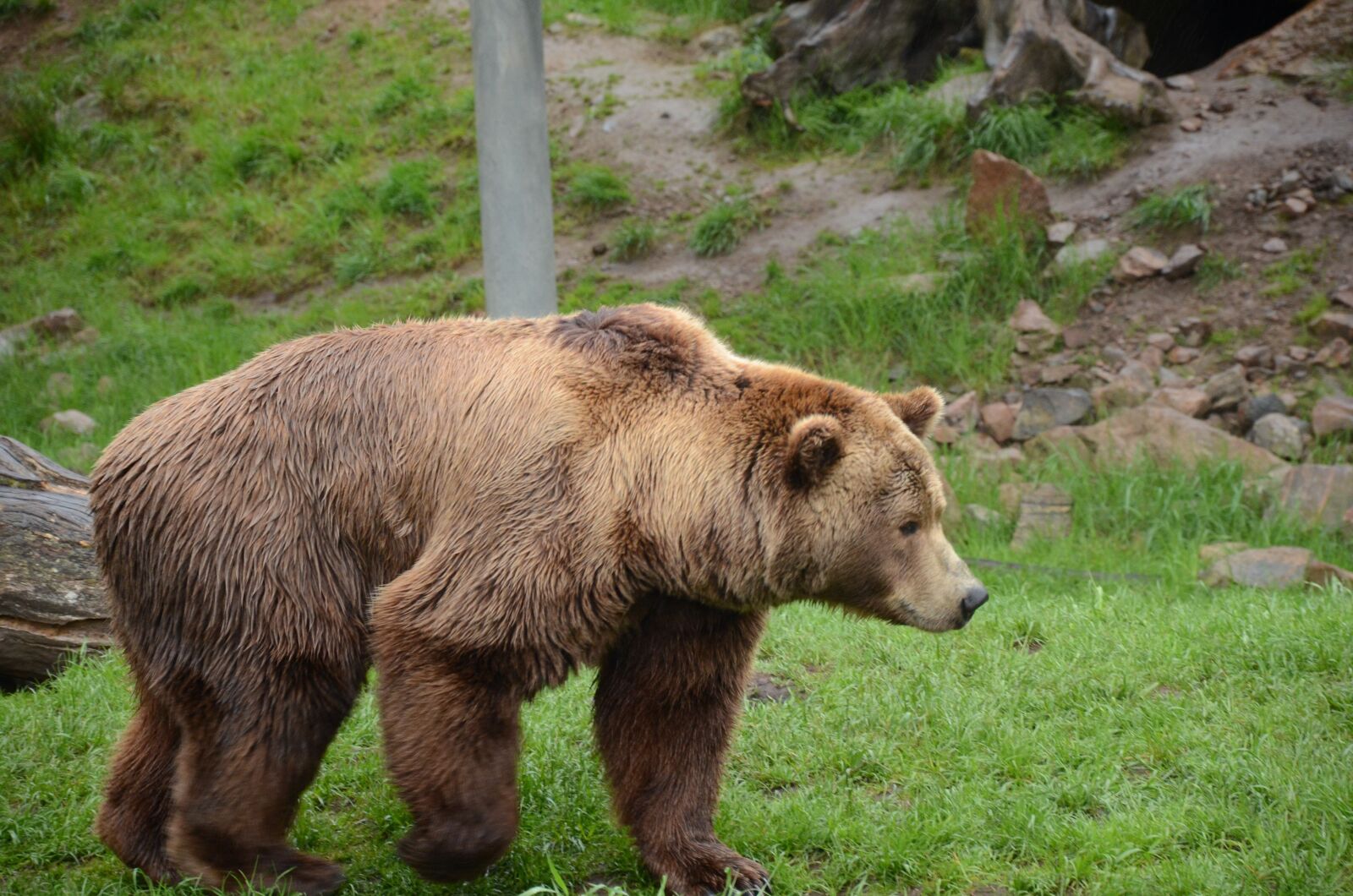 Nikon D7000 sample photo. Bear, brown bear, zoo photography