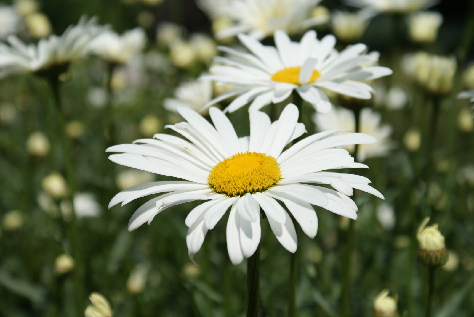Sony Alpha DSLR-A200 sample photo. Flower, nature, marguerite photography