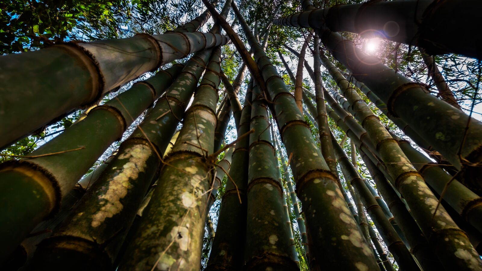 10-20mm F3.5 sample photo. Bamboo, lensflare, tree photography