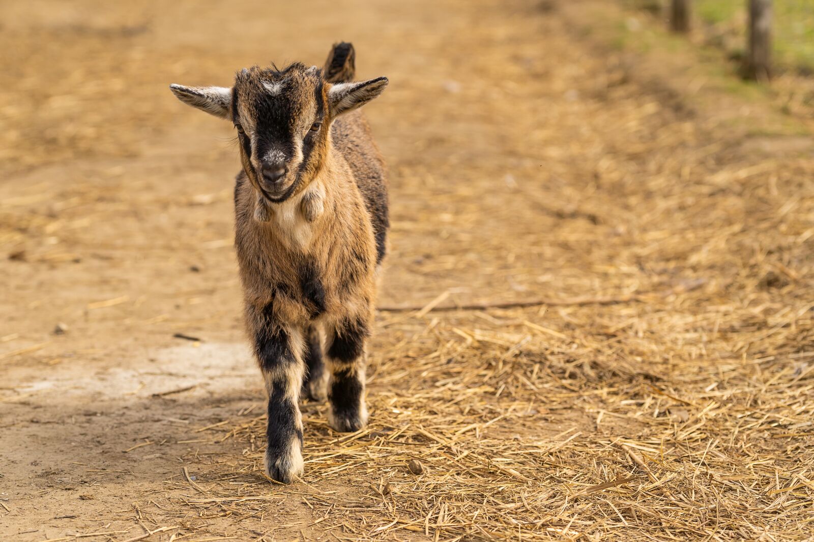 Sony a7 III + Sony FE 70-200mm F4 G OSS sample photo. Animal, goat, baby goats photography