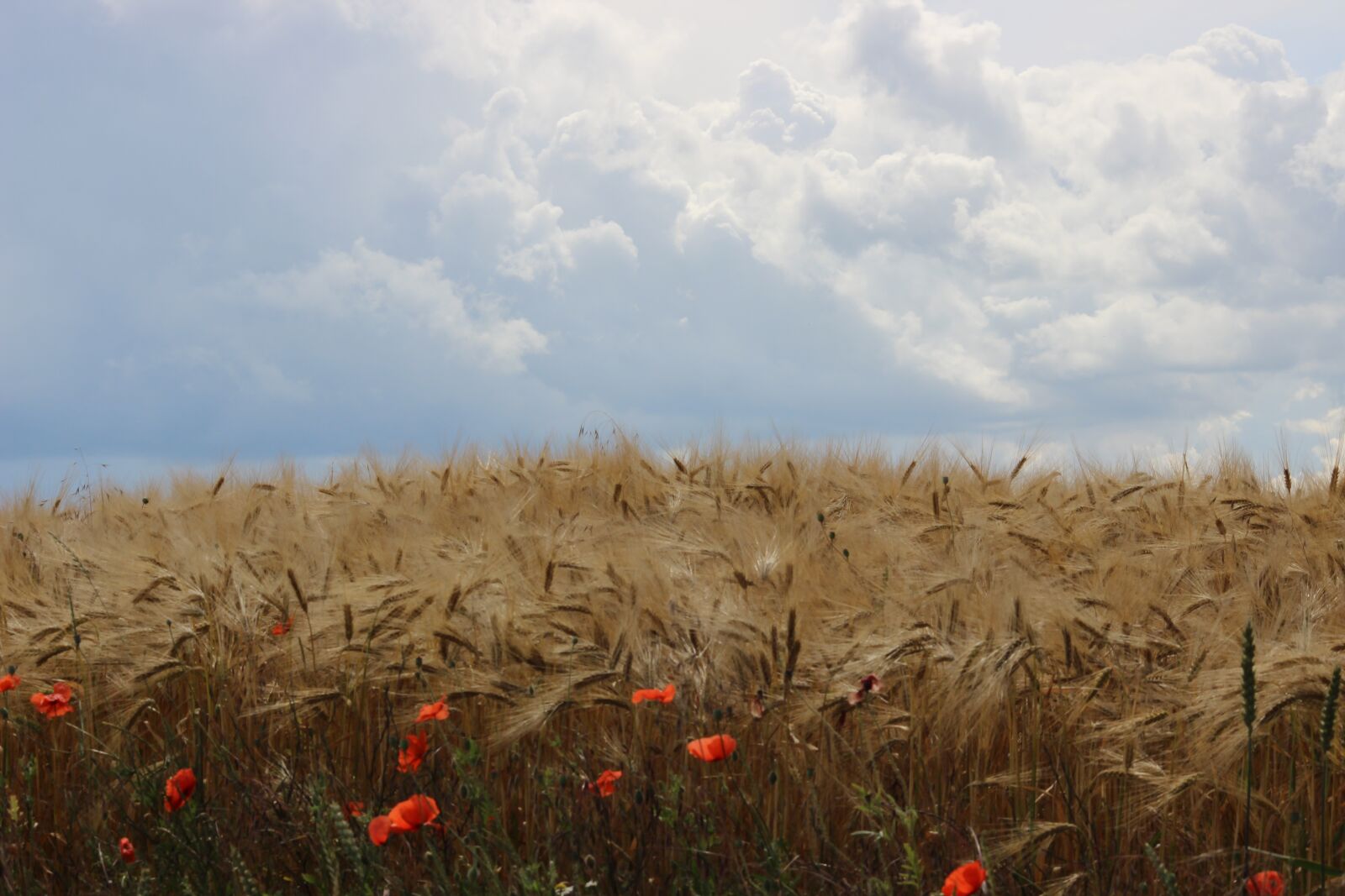 Canon EOS 600D (Rebel EOS T3i / EOS Kiss X5) sample photo. Cereals, spike, barley photography